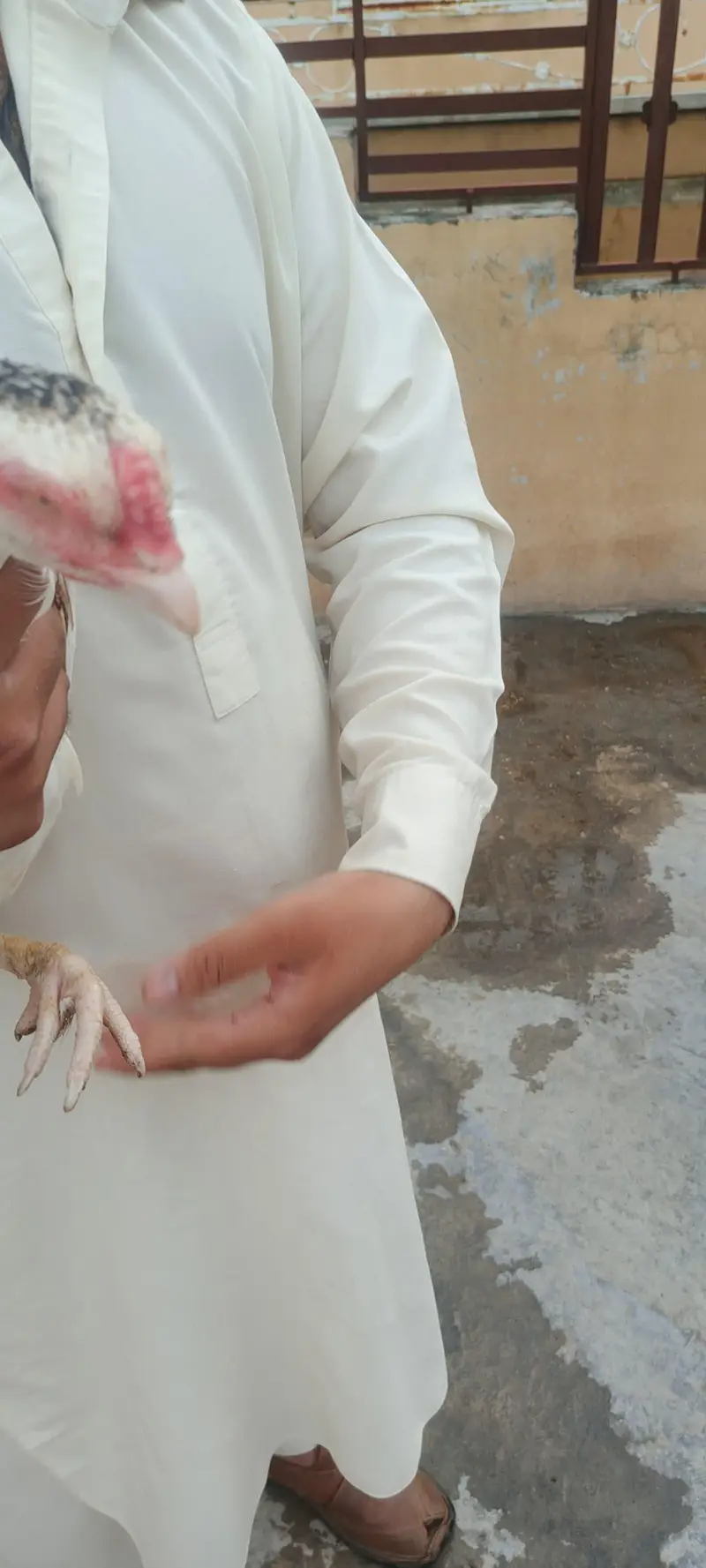 aseel murgi — photo 10