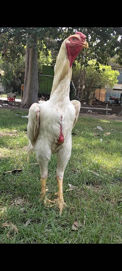 king size/shamo /high quality/white shamo/pure aseel shamo chicks
