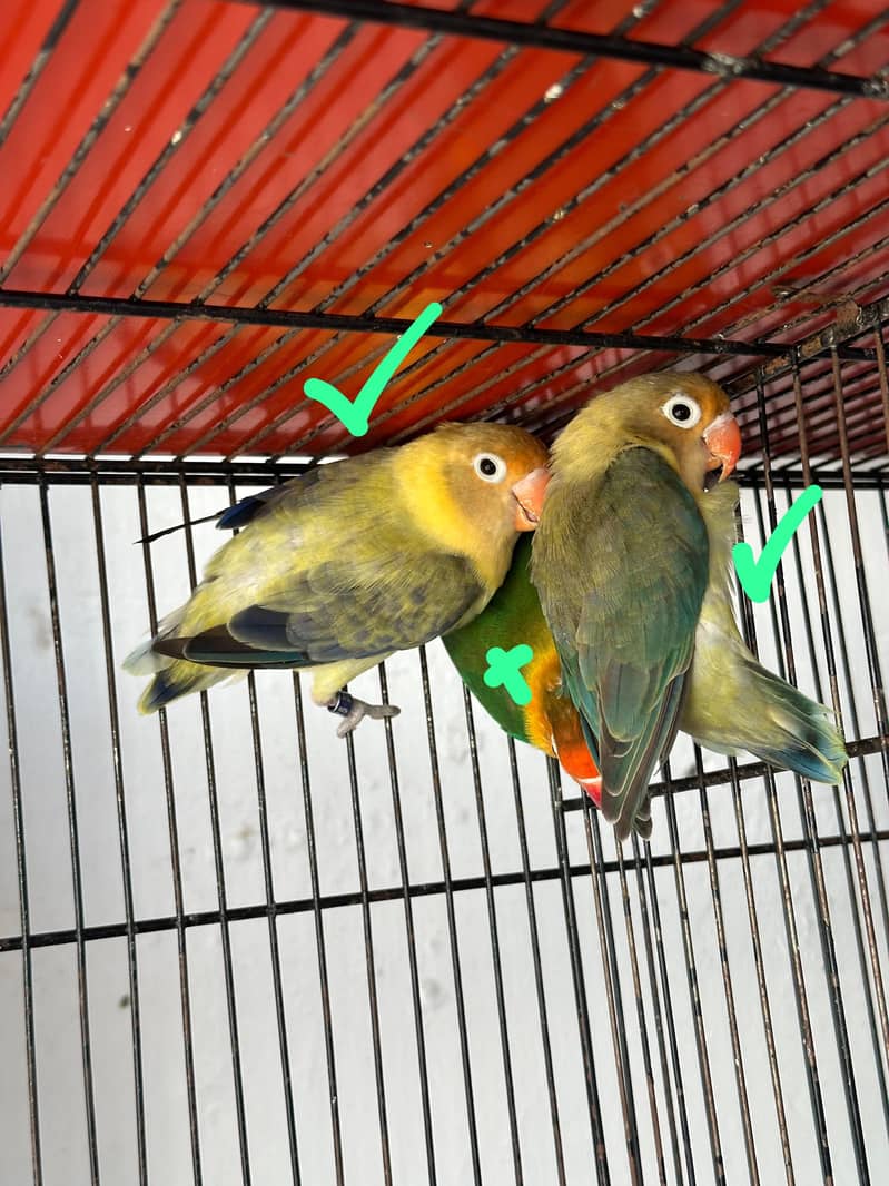 breeder pair 0