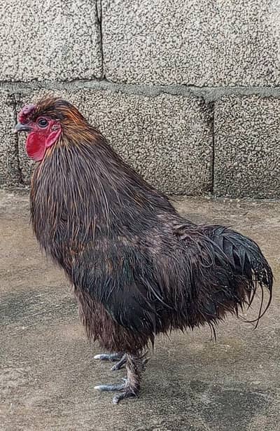 polish male