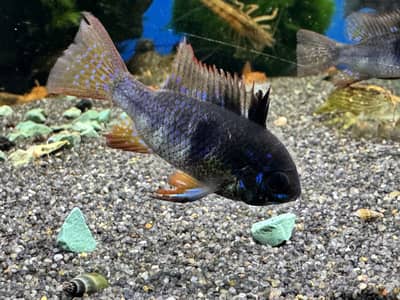 Black German Ram