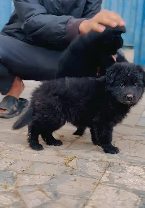 Black German Shepherd puppy | long coat | German Shepherd male dog
