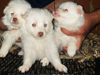 pure Russian top quality pupps