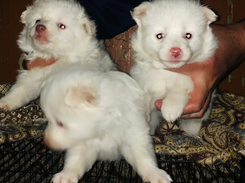 pure Russian top quality pupps — photo 2