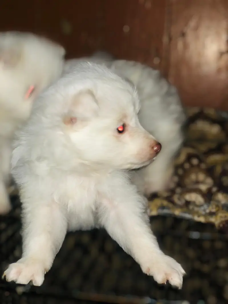 pure Russian top quality pupps — photo 3