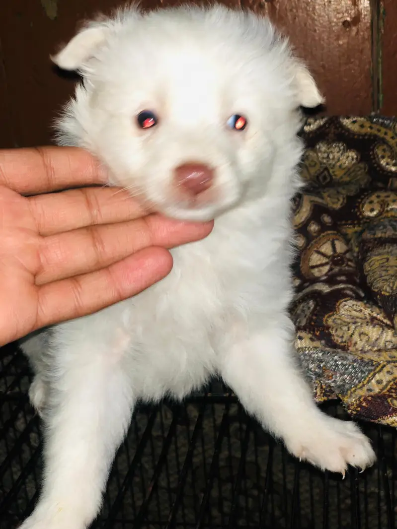 pure Russian top quality pupps — photo 4