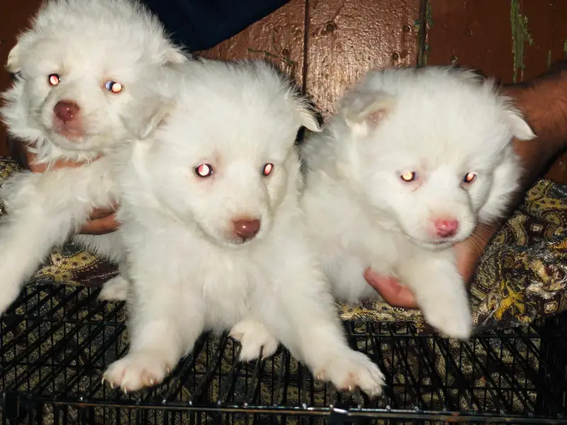 pure Russian top quality pupps — photo 5