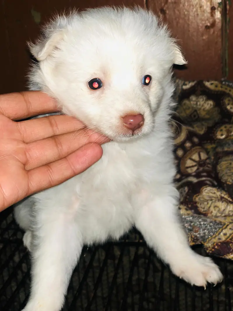 pure Russian top quality pupps — photo 6