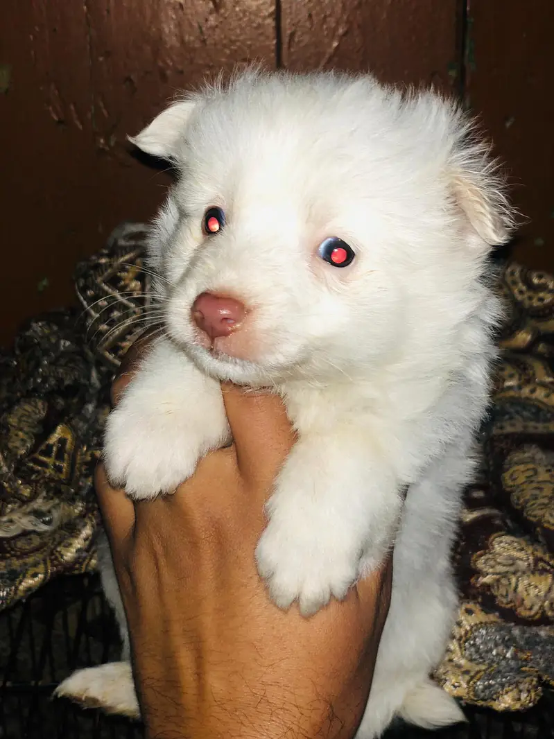pure Russian top quality pupps — photo 7