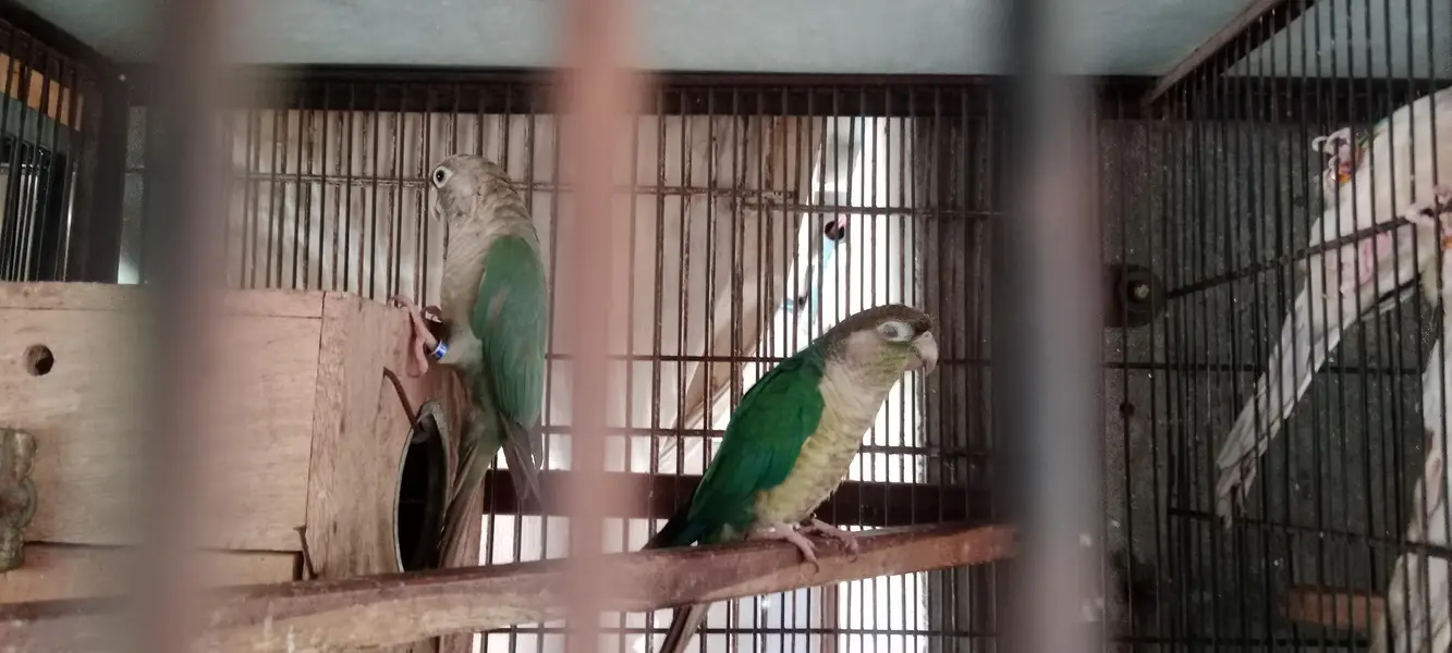Sun Kannur DNA 2Pair One paice mail One paice 25000 — photo 3