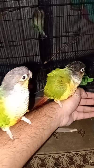 green cheek conure fully hande tamed friendly ready to breed