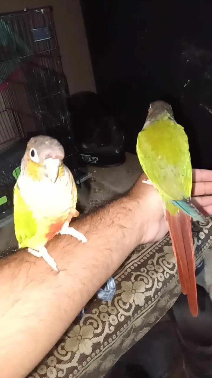 green cheek conure fully hande tamed friendly ready to breed — photo 2