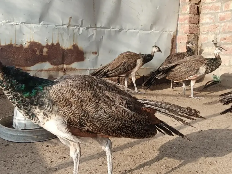 Blue shoulder chick for sale — photo 2