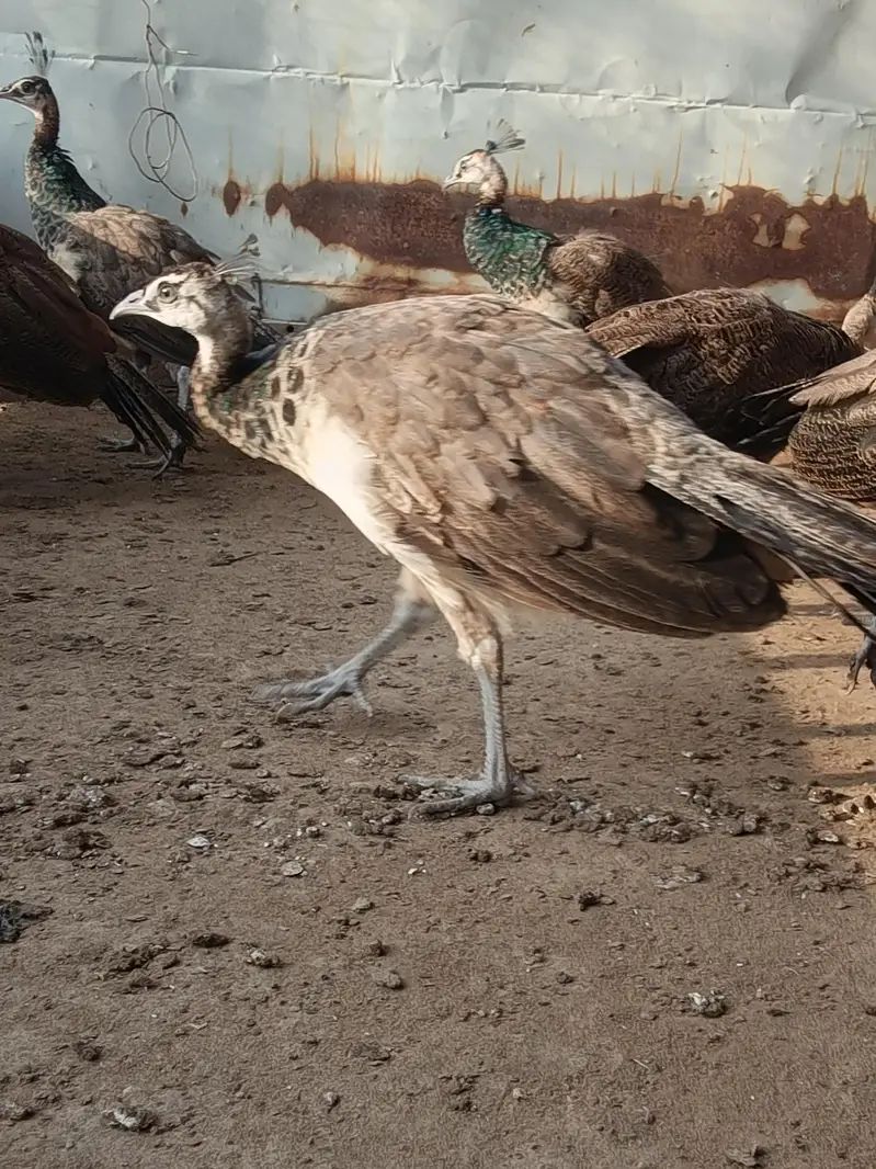Blue shoulder chick for sale — photo 4