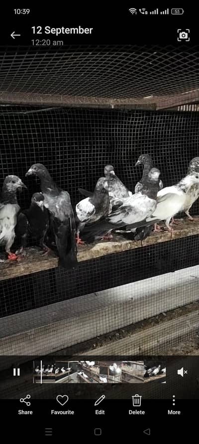 best flying pigeon gurrentted for sale