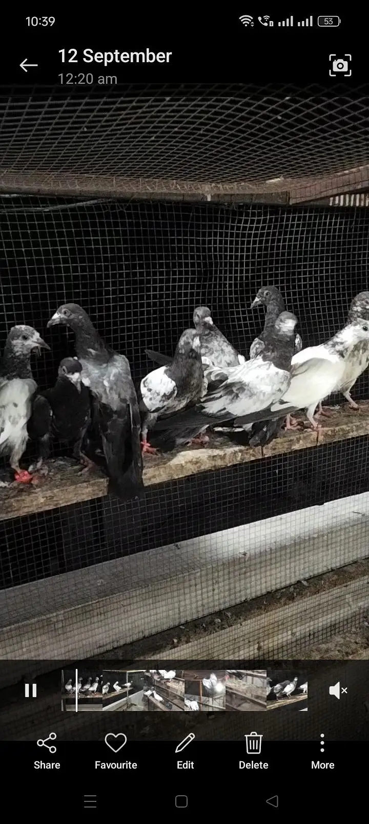 best flying pigeon gurrentted for sale