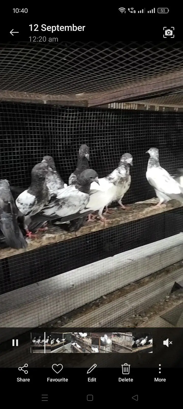 best flying pigeon gurrentted for sale — photo 2