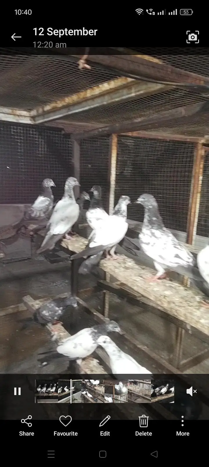 best flying pigeon gurrentted for sale — photo 3