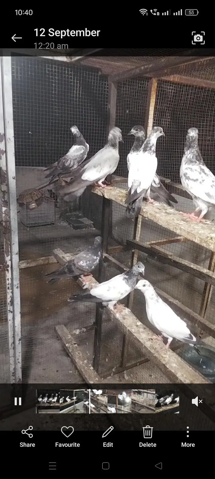 best flying pigeon gurrentted for sale — photo 4