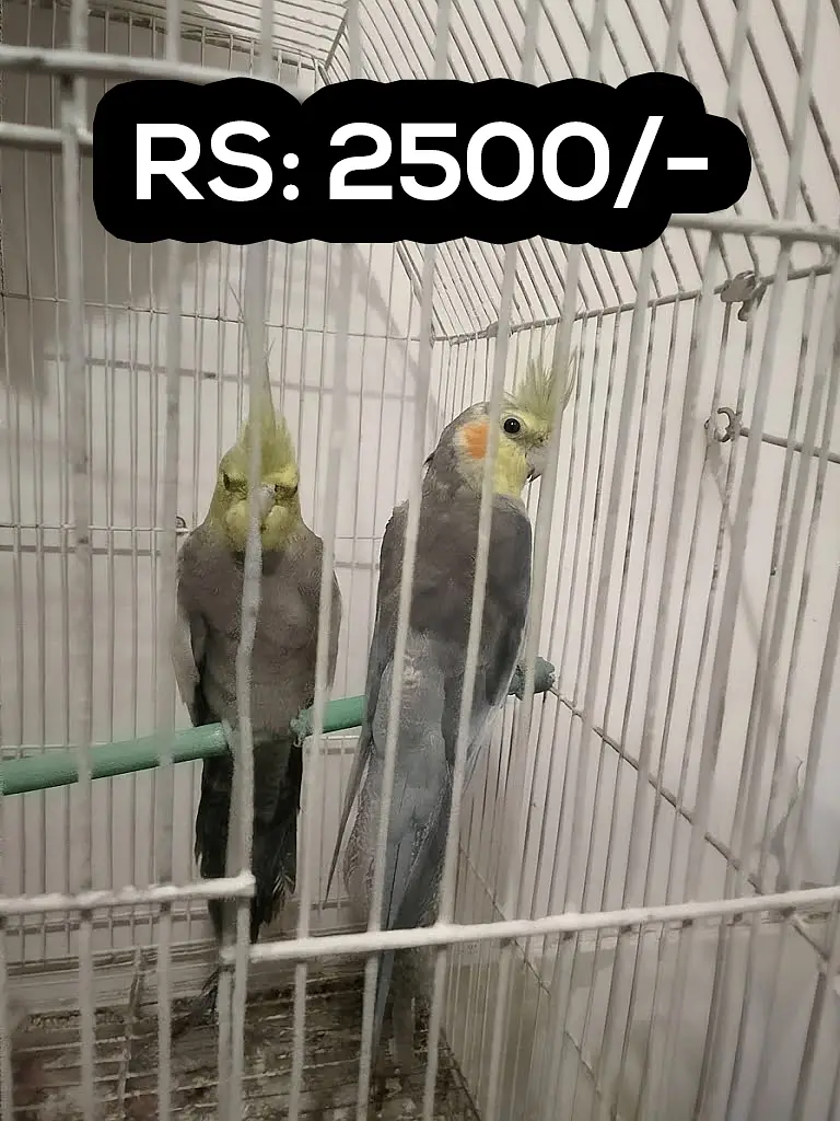 Cocktails Available (Healthy & Active)