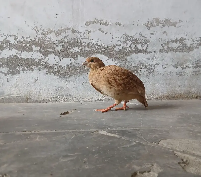 irani teeter hand taim ha — photo 2