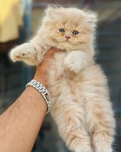 Persian cats My WhatsApp 03194866020 /^£¥€¢¥€¢¥¥£π¥£¥