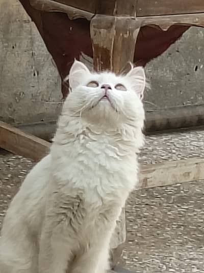 pershan cat friendly urgent sale