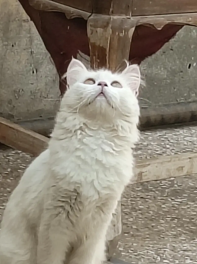 pershan cat friendly urgent sale