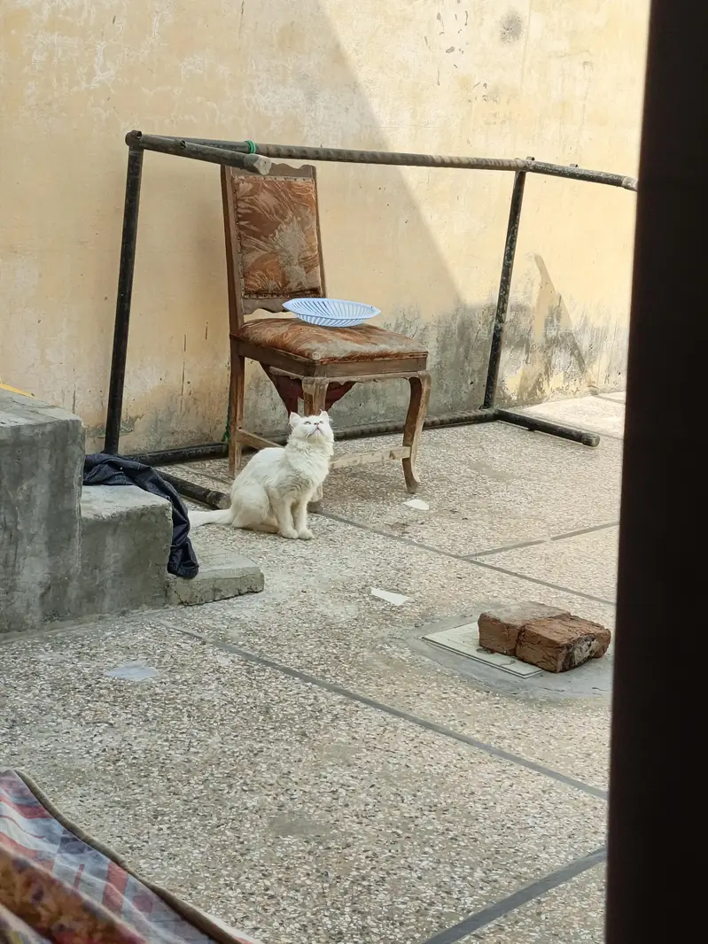 pershan cat friendly urgent sale — photo 2