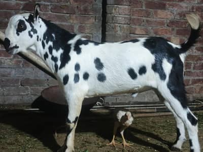 Barbari teeda breeder | beautiful Ablak print | Goat for sale