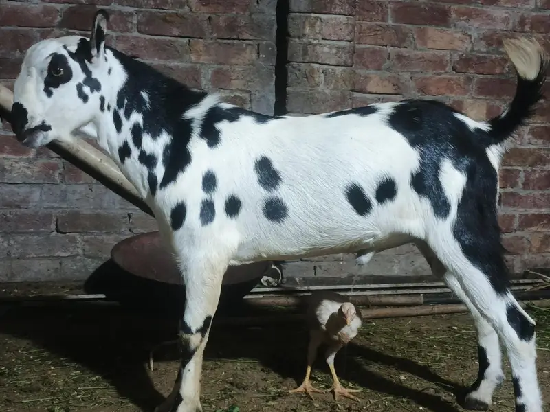 Barbari teeda breeder | beautiful Ablak print | Goat for sale
