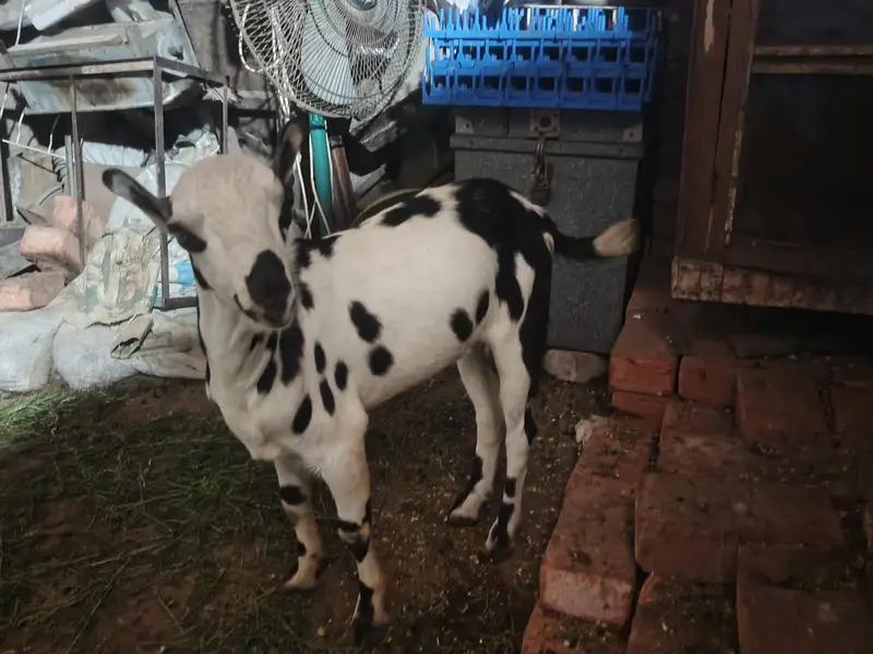 Barbari teeda breeder | beautiful Ablak print | Goat for sale — photo 3
