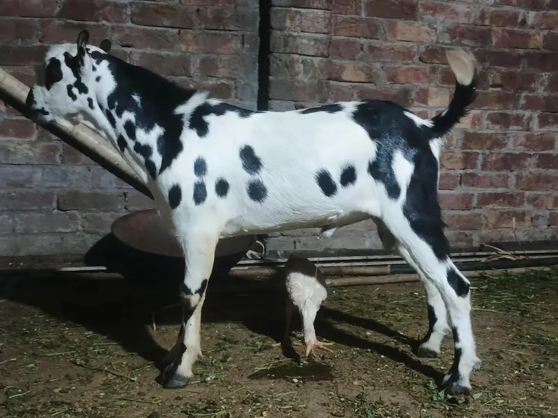 Barbari teeda breeder | beautiful Ablak print | Goat for sale — photo 4