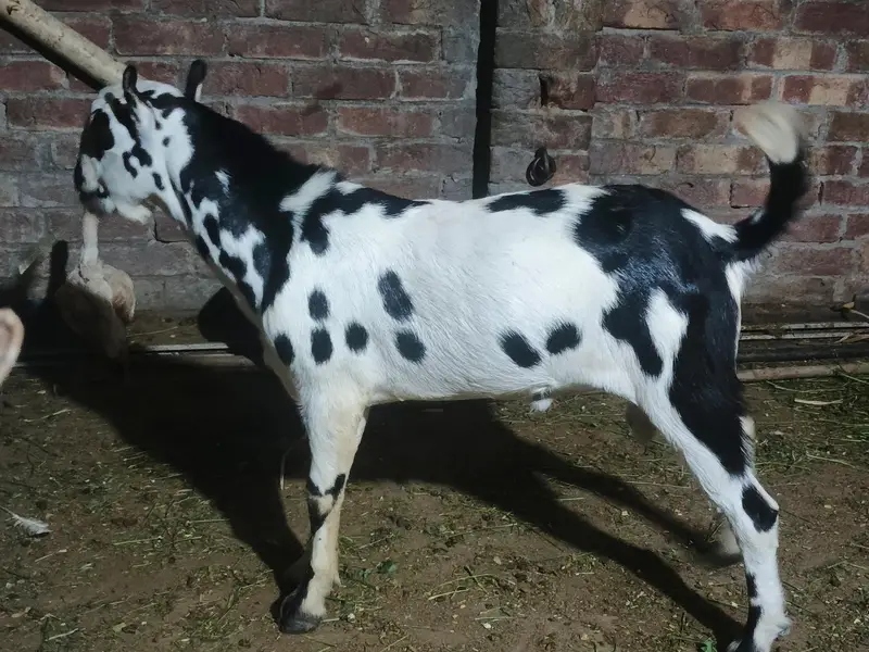 Barbari teeda breeder | beautiful Ablak print | Goat for sale — photo 5