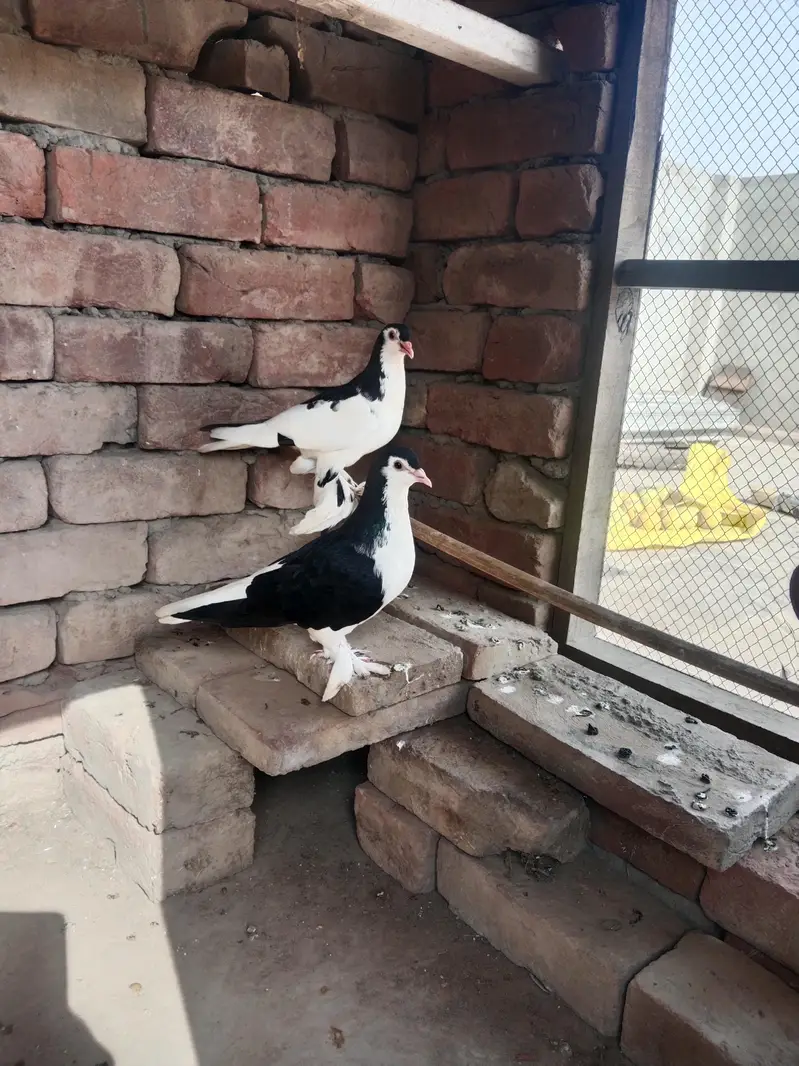 black and red sherazi pair — photo 6
