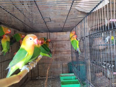 split uwing oplime and pal fellow
