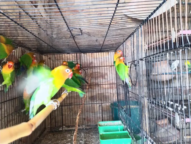 split uwing oplime and pal fellow — photo 2