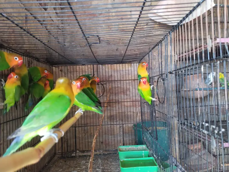 split uwing oplime and pal fellow — photo 3