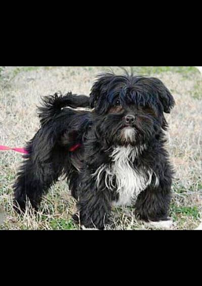 Shitzu punch face male dog