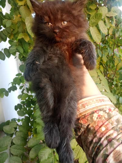 Jet Black Persian Kitten