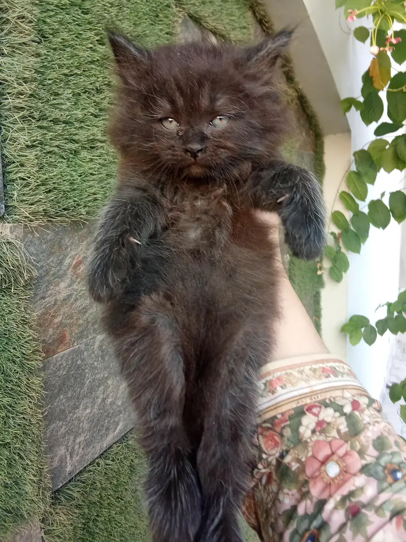 Jet Black Persian Kitten — photo 2