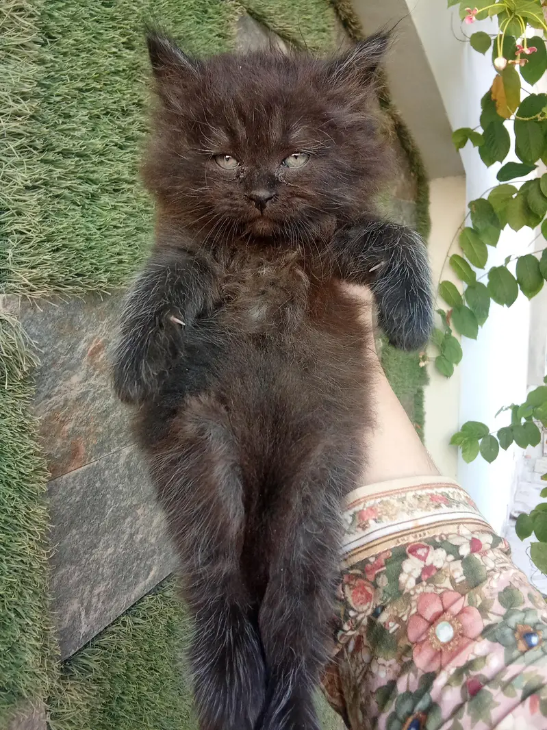 Jet Black Persian Kitten — photo 3