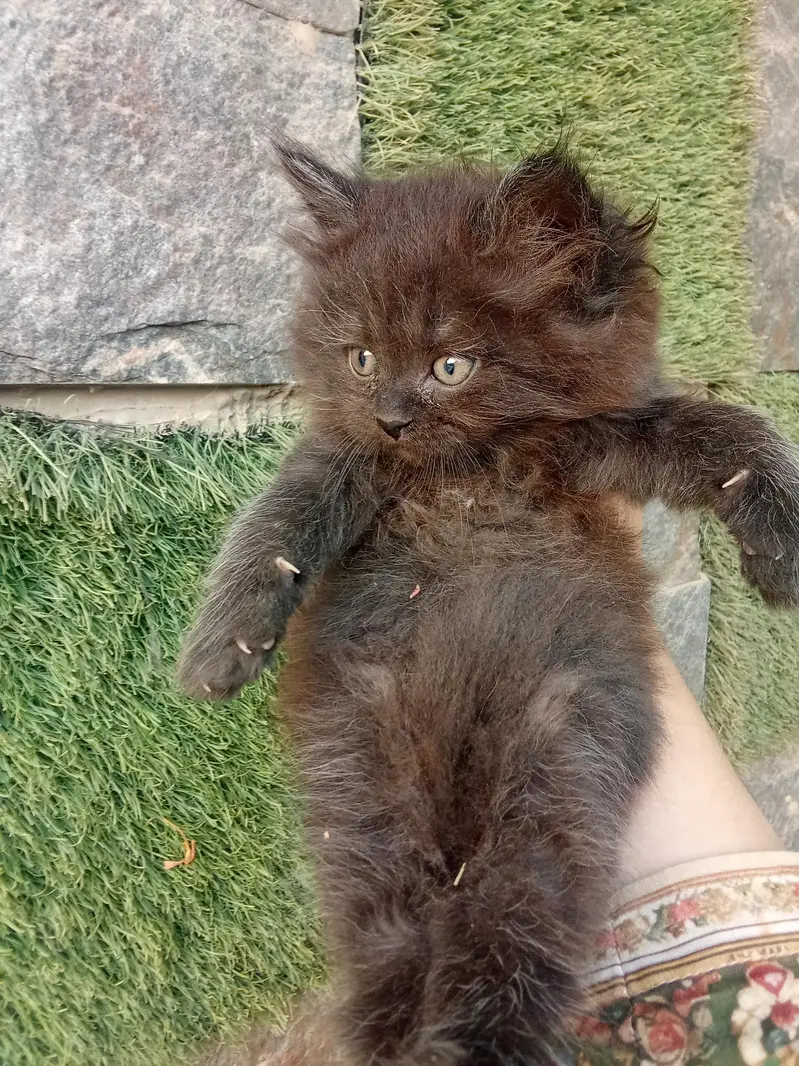 Jet Black Persian Kitten — photo 4