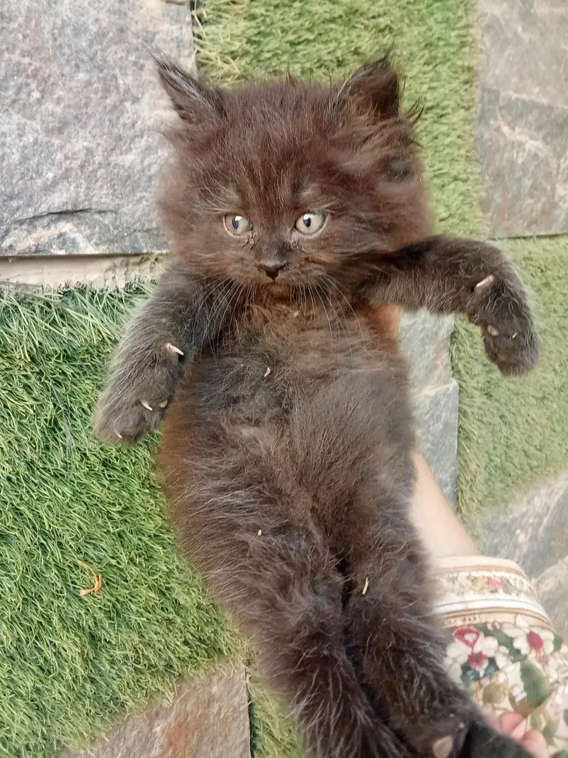 Jet Black Persian Kitten — photo 5
