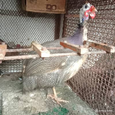 Murghi hens