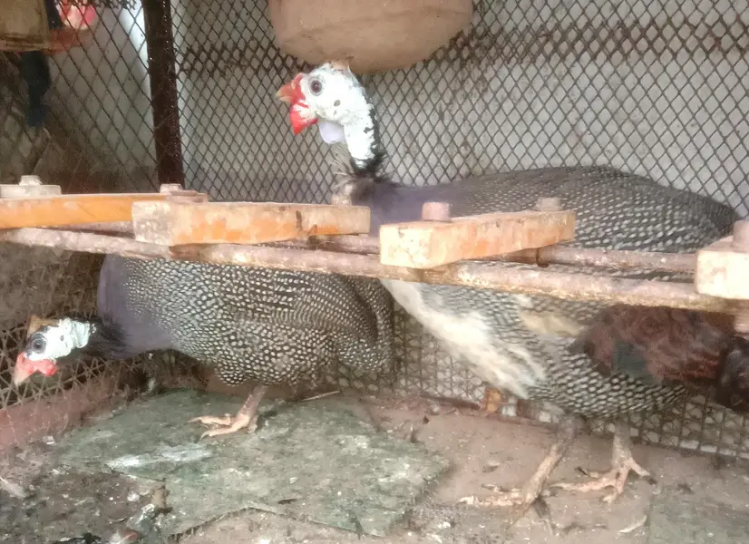 Murghi hens — photo 2