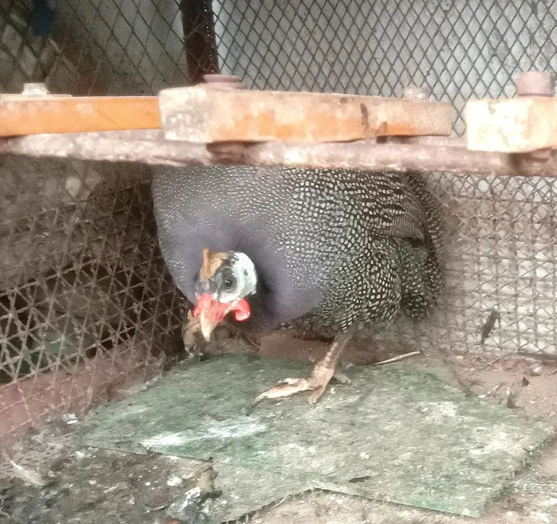 Murghi hens — photo 3