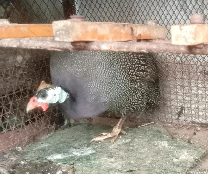 Murghi hens — photo 4
