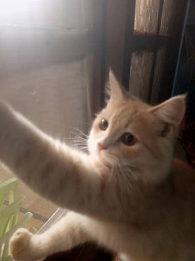 Cute & Healthy Cat Available for Sale