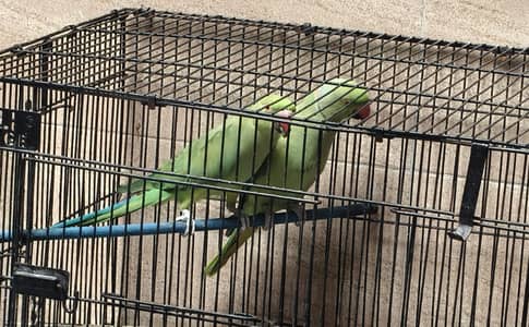 parrot Pair Green